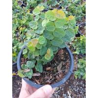 ราคา ต้นตีนตุ๊กแก (5 ต้น 250 บ.) คุ้มค่า ไม้ช่วยลดอุณหภูมิบ้าน ไม้ประดับสวยงาม (6579507023)