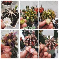 ราคา เกสรยิมโนด่าง กระบองเพชรด่าง ผสมเกสรเพื่อเพาะเมล็ดยิมโนด่าง (3285106194)