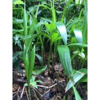 ราคา ต้นกล้าหมากนวล ต้นไม้ตกแต่งบ้านและสวน พร้อมปลูก (12114052771)