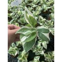 ราคา ต้นพลูงาช้าง พลูงาช้าง ใบด่าง ไม้ฟอกอากาศ (11449319449)