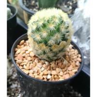 ราคา เเคคตัสเเมมคามิเน่เหลือง คามิเน่ขาว (4186440094)