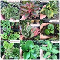 ราคา ต้นไม้มงคล ต้นไม้กระถาง ขายพร้อมกระถาง 3 นิ้ว (3377492189)