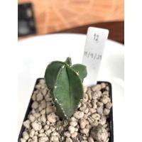 ราคา Astrophytum myriostigma(แคคตัส แอสโตร มายริโอ ไม้เมล็ด) (12208348787)