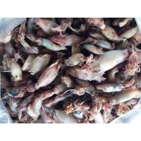 ราคา หมึกกะตอยไข่แท้จากระยอง 500กรัม-ราคาส่ง (16763465256)