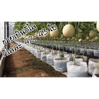 ราคา ถุงเพาะ เมลอน สีขาว ถุงเพาะชำ มะเขือเทศ แตง ระบบน้ำหยด กัญ ขนาด 8x13 นิ้ว เจาะรู ขายเป็นกิโล (2980226096)