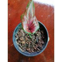 ราคา บอนสี caladium องคุลีมาล (6374840050)