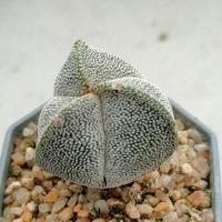 ราคา Cake Cactus Farm กระบองเพชร Astrophytum myriostigma onzuka 3 ribs แอสโตร ออนซูกะ 3 พู (2206208468)
