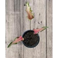 ราคา โปร12.12 บอนสีดาบฟ้าฟื้น/บอนสีโบราณหายาก สวยมาก (10056406076)