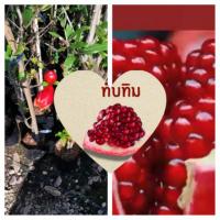 ราคา ทับทิมแดงอินเดียกิ่งตอนขนาด60-70ซม(1ต้น) (5211282187)