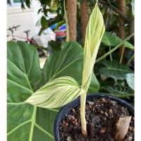 ราคา ข่าด่างข่าด่างเหลือง (10525088435)