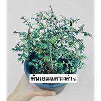 ราคา ต้นเอมแคระใบด่างกระถาง 5 นิ้ว (16306491219)