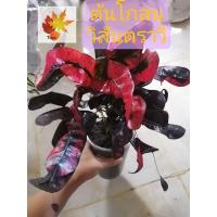 ราคา ต้นโก​สน​ โก​สน​วิสันตราวี​ ต้นโกสน​ สีสด​ ต้นสวย​ ต้นโกสนวิสันตราวี​ โกสนหายาก​ (14802063161)