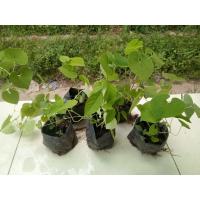 ราคา ว่านไก่ฟ้าพญาลอ(พร้อมปลูก)ชุดละ 5 ต้น / 159บาท เป็นว่านเมตตามหานิยม ค้าขายดี (11730760896)