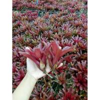 ราคา สับปะรดสี neo fireball (20หน่อ) (18508891712)