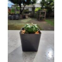 ราคา กระบองเพชร แคคตัส : ยิมโนแม่ลูกดก [ Gymnocalycium anisitsii damsii ] (11567050585)