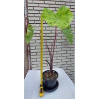 ราคา โคโลคาเซีย โมจิโต้ Colocasia Mojito (22228262561)