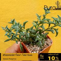 ราคา ต้นไม้อวบน้ำ กุหลาบหิน สร้อยคอปลาโลมา โลมาน้อย Senecio Peregrinus #succulents #โลมา #ต้นไม้จิ๋ว (8389543085)