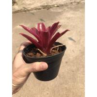 ราคา ✙สับปะรดสี นีโอไฟร์บอล สีแดง ในกระถาง 4 นิ้ว ไม้ฟอกอากาศ (8560025343)