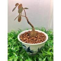 ราคา ต้นมะยมเงินมะยมทอง+ส่งพร้อมกระถาง (5146857725)