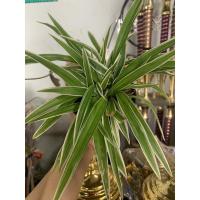 ราคา ว่านเศรษฐีเรือนนอกพร้อมกระถางไม้มงคลฟอกอากาศไว้ในห้องนอนคายO2ตอนกลางคืน (11363561314)