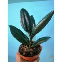 ราคา ☘️☘️ต้นไม้ฟอกอากาศ​ ตกแต่งบ้าน​ ต้นยางอินเดียดำ (11321735839)