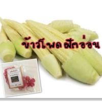 ราคา เมล็ดข้าวโพดฝักอ่อน ข้าวโพดฝักอ่อน ข้าวโพด (10แถม1คละอย่างได้) (7933771892)