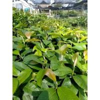 ราคา ต้นกล้ายางนายางนาใส่เชื้อเห็ด (7174256475)