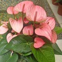 ราคา ต้นดอกหน้าวัวแคระ Pot Anthurium (4741344462)