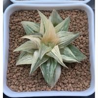 ราคา haworthia magnifica veriegated (2923568853)