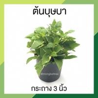 ราคา ต้นบุษบา กระถาง 3 นิ้ว บุษบาพารวย ไม้มงคล ไม้ฟอกอากาศ ต้นไม้มงคลจิ๋ว ต้นแน่นเป็นพุ่มสวย ใบด่าง (23203493947)