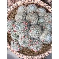 ราคา เมล็ดแมมขนนกขาวดอกชมพู 100 เมล็ด (9452803625)