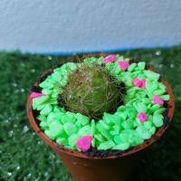 ราคา กระบองเพชร ดาวล้อมเดือน (3416499779)