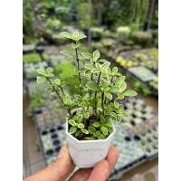 ราคา ต้นข้าวตอกพระร่วง / ต้นซากุระแคระ ไม้มงคลด่าง น่ารัก กระถาง 2 นิ้ว (17586248566)