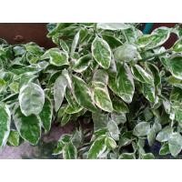 ราคา ต้นกวักเงินกวักทอง ต้นไม้มงคล (11147450010)