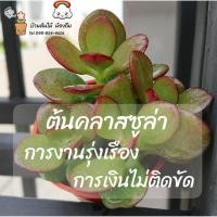 ราคา ต้นใบเงิน ต้นคลาสซูล่า ดึงดูดเงินทองเข้าบ้าน ช่วยกรองฝุ่นละออง (7420098144)