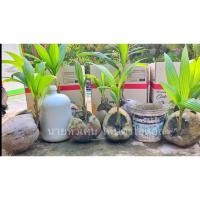 ราคา หน่อมะพร้าวแกงทับสะแกบิ๊กจัมโบ้แท้1ชุดมี2ต้น (10453297649)