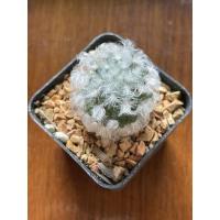 ราคา แมมขนแกะ mammillaria bocasana (13214027561)