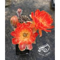 ราคา โลบิเวีย Lobivia โลบีเวีย v2 หน่อเด็ดสด หน่อ อิชินอป Echinopsis อิชินอปซิส กระบองเพชร แคคตัส สวน เมล็ดกระบองเพชร (9087373423)