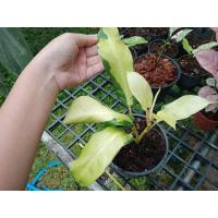 ราคา ฟิโลเดรนดรอน ไทซันไลท์ (13212842050)