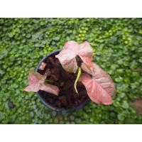 ราคา ออมด่างชมพู ต้นนี้ด่างสวยมาก (5247601350)