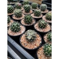 ราคา แคคตัส แมมขนนกเหลือง (Mammillaria Schiedeana.) ขนาดกระถาง 3 นิ้ว (11256664342)