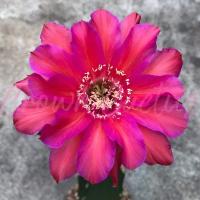 ราคา Echinopsis 010 Sorceress อิชินอปซิส กระบองเพชร แคคตัส (8727173236)