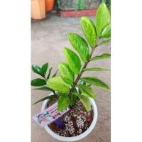 ราคา ต้นกวักมรกตด่างสวยแข็งแรง (10551807556)