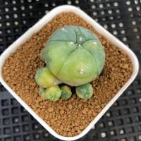 ราคา กระบองเพชร Lophophora williamsii ด่าง ฟอร์มกอ (7937395304)