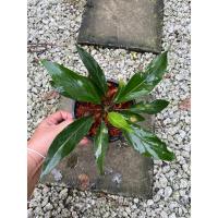 ราคา ต้นบัลลังก์เจ้าสัว#ไม้มงคล/กระถาง 5 นิ้ว/ส่งทั้งกระถาง/ทักมาเลือกต้นไม้ได้ (14982856952)