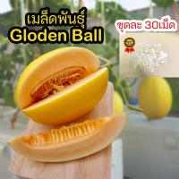 ราคา เมล็ด​พันธุ์​เมล่อน​ golden ball ซองละ​ 30​ เม็ด​ ผิวสีทองเนื้อส้ม (1908261867)