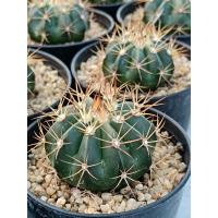 ราคา เมโลแคคตัส Melocactus curvispinus (20978522676)
