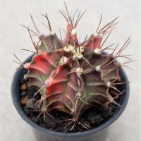 ราคา แคคตัส​ ยิมโนคาลิเซียมไม้ด่างหัวสี​ GYMNO​ CALYCIUM​ CACTUS (8358312396)