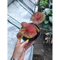 ราคา นางไหมบอนสี บอนสีนางไหม ขายต้นตามรูป (10061660476)