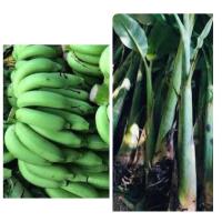 ราคา ชุด 3 หน่อ หน่อกล้วยหอมทองแท้100% (21582721482)